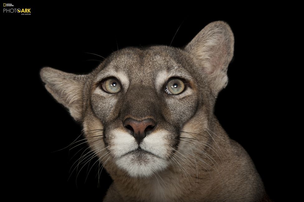 Florida Panteri (Puma concolor coryi) Lowry Park Hayvanat Bahçesi, Tampa, Florida © Joel Sartore/National Geographic