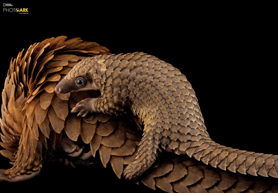 Afrikalı Beyaz Karınlı Ağaç Pangolini (Phataginus tricuspis) Pangolin Koruma Derneği, St. Augustine, Florida © Joel Sartore/National Geographic