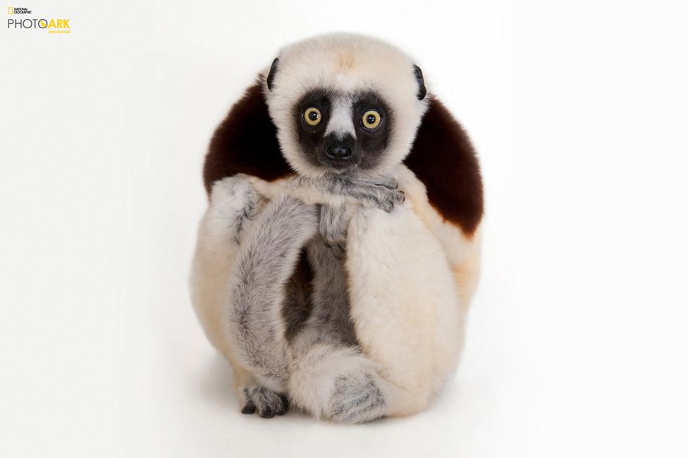 Madagaskar lemurlarından Coquerel sifakası, Houston Hayvanat Bahçesi, Houston, Texas © Joel Sartore/National Geographic