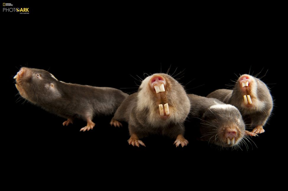 Köstebek faresi (Fukomys damarensis) Houston Hayvanat Bahçesi, Houston, Texas © Joel Sartore/National Geographic