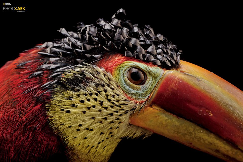 Kıvırcık tepeli arakari (Pteroglossus beauharnaesii) Dallas World Akvaryumu, Texas © Joel Sartore/National Geographic