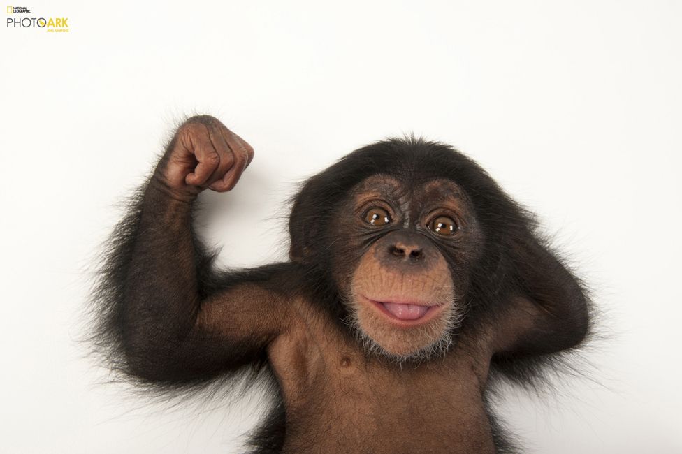 Üç aylık yavru bir şempaze (Pan troglodytes) Lowry Park Hayvanat Bahçesi, Tampa, Florida © Joel Sartore/National Geographic