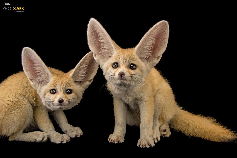 Çöl tilkisi (Vulpes zerda) St. Louis Hayvanat Bahçesi, Missouri © Joel Sartore/National Geographic