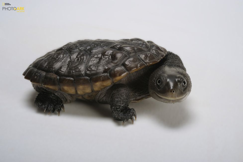 Reimann'ın yılan boyunlu kaplumbağası (Chelodina reimanni) Atlanta Hayvanat Bahçesi, Atlanta © Joel Sartore/National Geographic