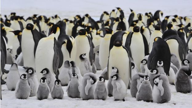 Penguenlerin sürü halinde yaşaması ısınmalarını da kolaylaştırır.