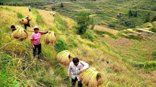 Pirinç yetiştirilen bölgelerde buğday üreten bölgelere oranla kolektivizm duygusu daha ağır basar.
