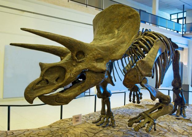 Boynuzlu dinozor Triceratops, kuş benzeri kalça kemikliler türünün tipik bir örneği