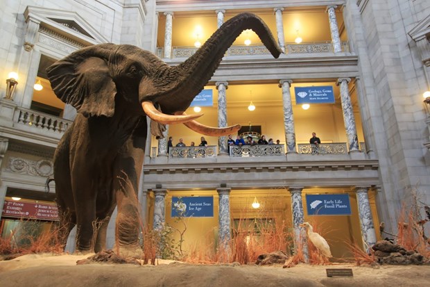 Smithsonian National Museum of Natural History, Amerika