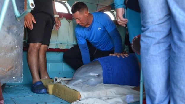 Küba'da turist eğlencesi olarak kullanılan yunuslar da kasırga öncesi güvenli mekanlara tahliye edildi