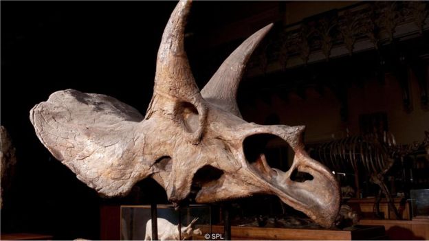 Üç boynuzlu dinozorlar (triceratop) çayırlarda gelişen memeliler gibi hızlı ve daha küçük canlılar halinde evrilebilirdi.