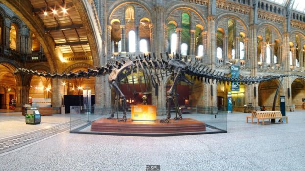 Dünyaya göktaşı çarpmamış olsaydı dinozor görmek için müzeye gitmek gerekmeyebilirdi.