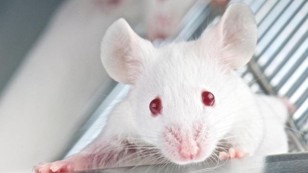 Bölünme özelliğini yitiren yaşlanmış hücreleri alınan farelerin daha uzun ve sağlıklı yaşadığı görüldü.