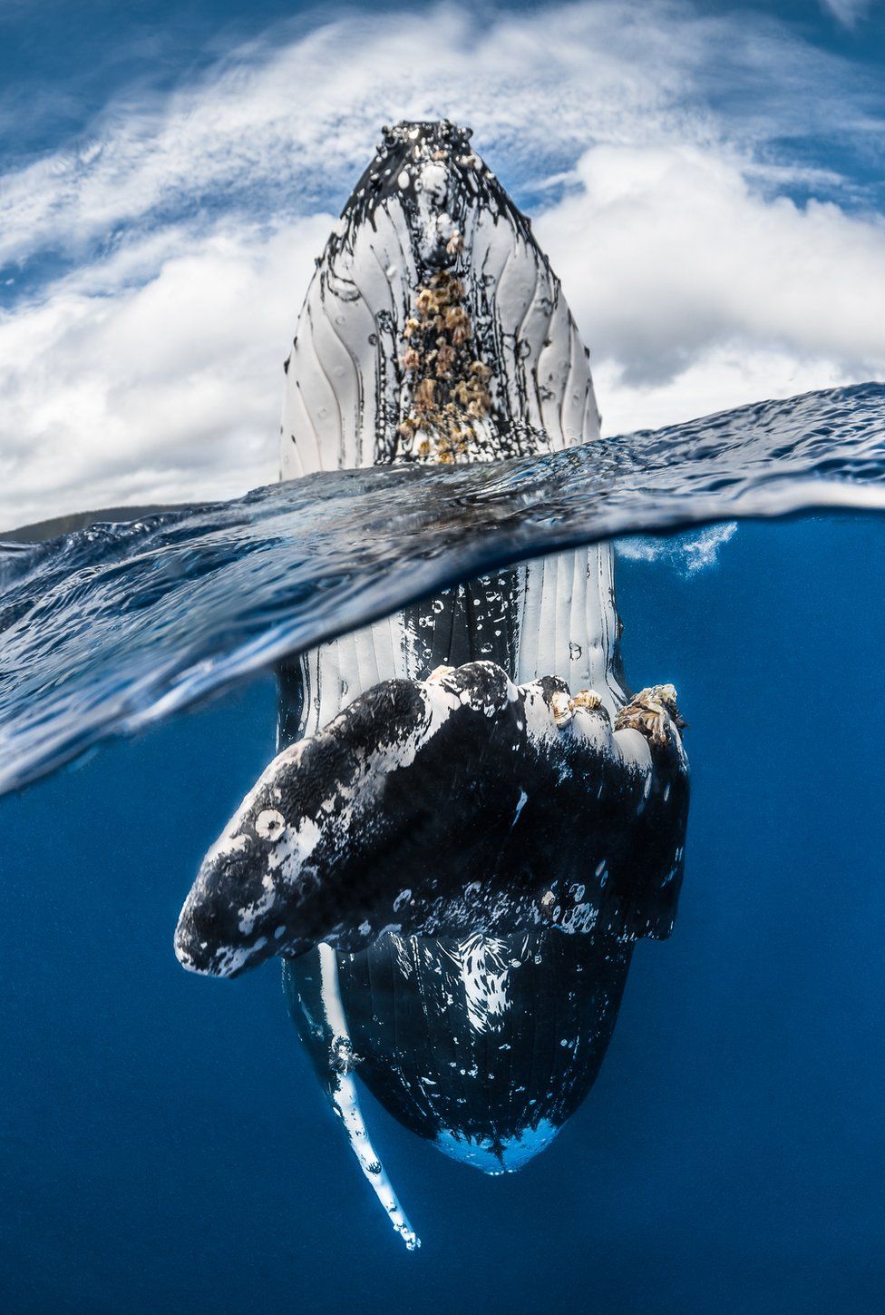 Bir balina gözetleme pozisyonu aldığında, sudan dik bir şekilde çıkar ve o şekilde bir süre kalır. Greg Lecoeur, bu kambur balinayı göğüs yüzgeci kameraya dönükken yakalamış.