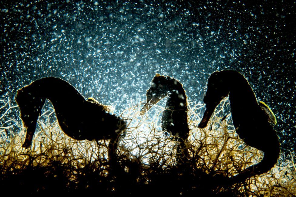 Shane Gross'un fotoğrafı, deniz atlarının yoğun olarak bulunduğu bir gölette çekildi. Yine de bu üçünü birlikte, arkadan ışık vurduğu bir sırada ve planktonlarla çevriliyken yakalayabilmesine şaşırdı.