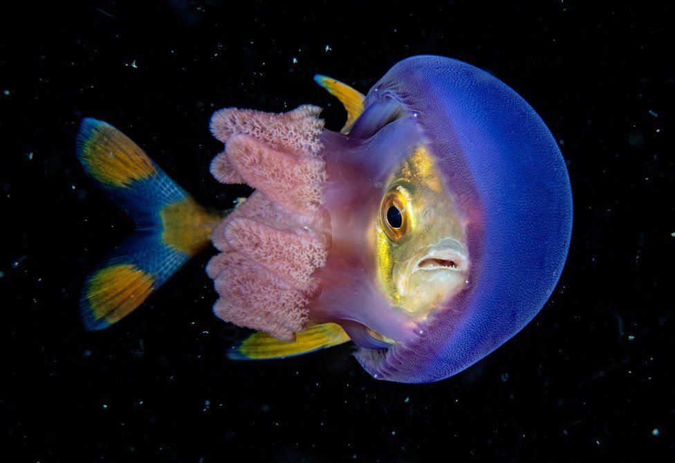 Bir balık kendisini bir denizanasının gövde ile dokunaçları arasına sıkıştırmayı başarmış ve ikisi birlikte hareket ediyorlarmış. Scott Gutsy Tuason, 20 fotoğraf çektikten sonra onları kendine döndürmeyi başararak bu muhteşem fotoğrafı çekmiş.