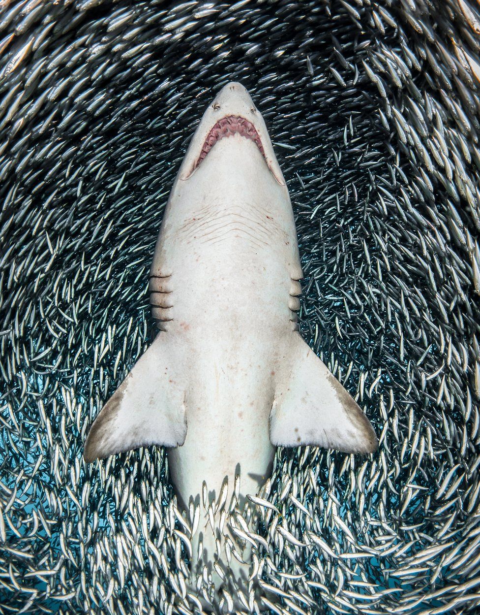 Tanya Houppermans'ın bu kaplan köpek balığını çekebilmesi için, etrafındaki milyonlarca ufak balıkla sırtüstü yüzmesi gerekmiş. Kaplan köpek balığıyla birlikte suda ilerledikçe, etrafındaki balıklar kenara çekilmiş, bu fotoğrafı çekmesine olanak sağlamış.