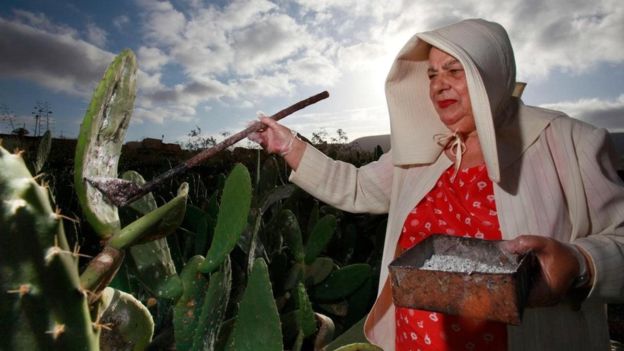 Kaktüslerin üzerinden kırmız böceği toplayan bir Meksikalı kadın