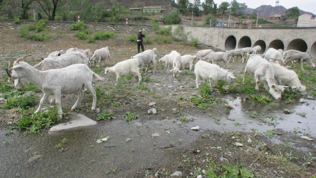 Kuraklık Pekin yakınlarındaki su yollarını büyük ölçüde etkiledi.