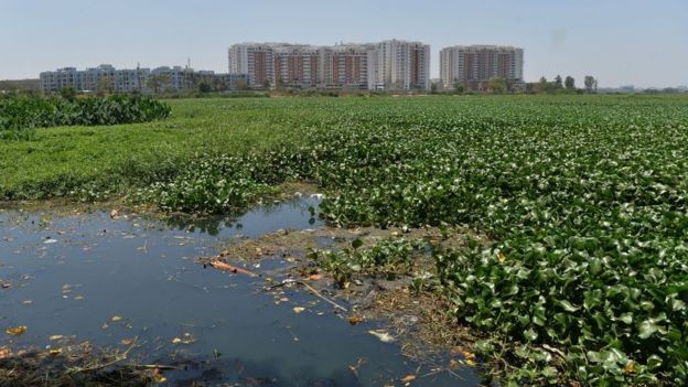 Bangalore'un göllerinde yaygın bir kirlilik var.