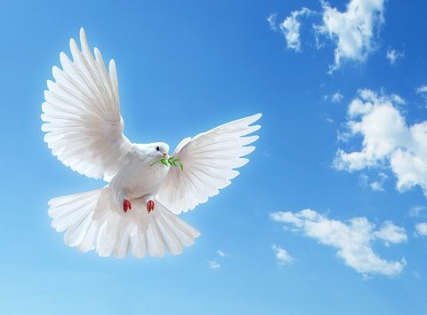 Barış güvercinleri