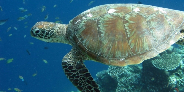 Dokuz Eylül Üniversitesi Fen Fakültesi Öğretim Üyesi Prof. Dr. Barbaros Çetin, Dünya Doğayı Koruma Vakfı (WWF) ve Londra Zooloji Derneği tarafından yayımlanan bir raporun sonuçlarını paylaşarak, “son 40 yılda denizlerde yaşayan canlı nüfusunun yarı yarıya azaldığını” belirtti.