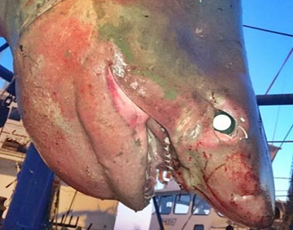 BALIKESİR’in Marmara İlçesi’ne bağlı avşa Adası açıklarında 5 metre 25 santim boyunda camgöz cinsi köpekbalığı avlandı.