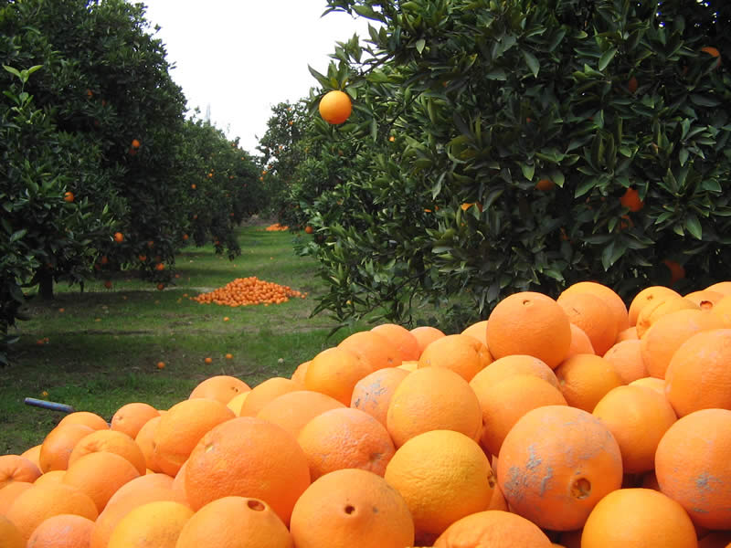 Portakal Bahçesi