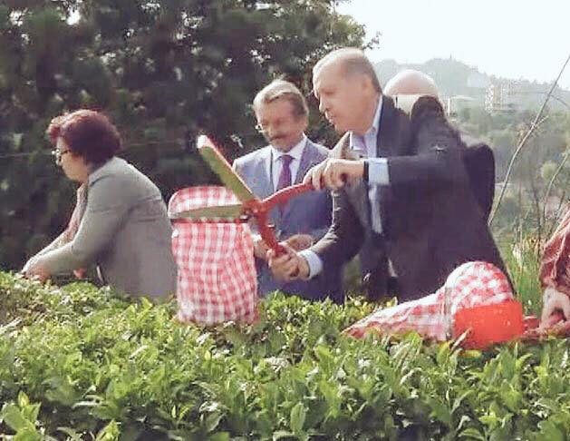 Cumhurbaşkanı Erdoğan çay topladı.