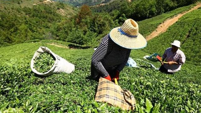 Yaş çay alım fiyatı açıklandı