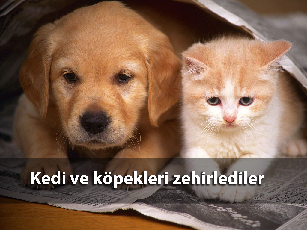 Kedi ve köpekleri zehirlediler