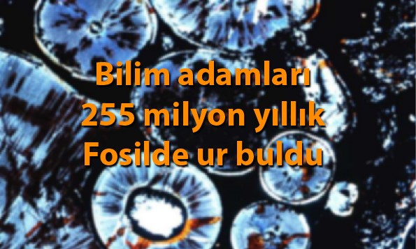 255 milyon yıllık diş tümörü keşfedildi.