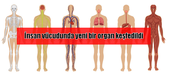 Mezenter nedir?