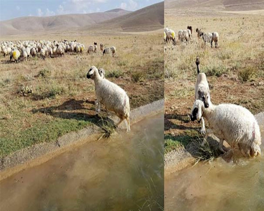 Boğulmaktan kurtardı